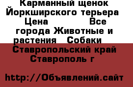 Карманный щенок Йоркширского терьера › Цена ­ 30 000 - Все города Животные и растения » Собаки   . Ставропольский край,Ставрополь г.